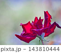 赤いバラ 143810444