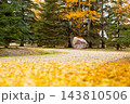 Curved private driveway in fallen yellow leaves in the country. 143810506