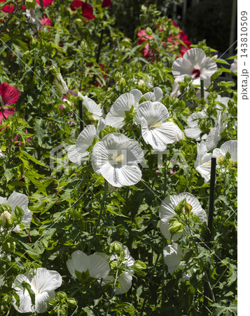 花壇に咲いた白いタイタンビカスの花 花壇に咲いた白いタイタンビカスの花 143810509