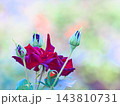 赤いバラ 143810731