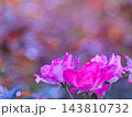 ピンクの薔薇 143810732