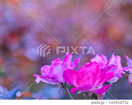 ピンクの薔薇 ピンクの薔薇 143810732