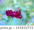 赤いバラ 143810733