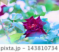 赤いバラ 143810734