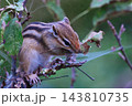 枝の上で葉を集めるシマリス 143810735