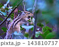巣材を咥えるシマリス 143810737