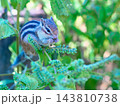 紫蘇の実を食べるシマリス 143810738