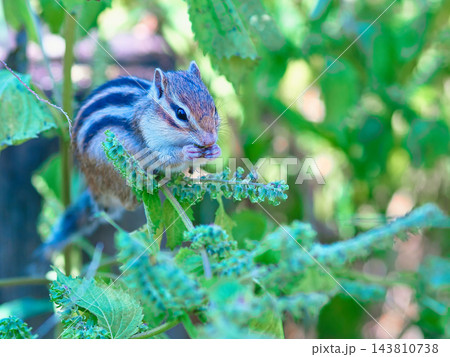 紫蘇の実を食べるシマリス 紫蘇の実を食べるシマリス 143810738