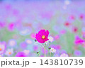 赤いコスモス 143810739