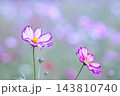秋の日差しを浴びるピンクのコスモス 143810740