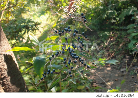 秋の雑木林で濃い藍色に熟したヤブミョウガの実 143810864
