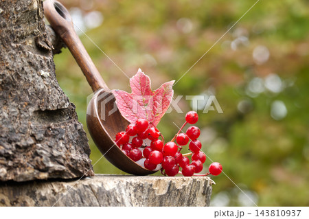 Viburnum opulus berries and leaf in a wooden spoon on a tree stump 143810937