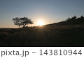 太陽が沈みかける夕日と大きい木の景色 143810944