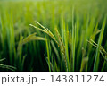 Close-up of green rice ear heads in paddy field 143811274
