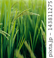 Close-up of green rice ear heads in paddy field 143811275