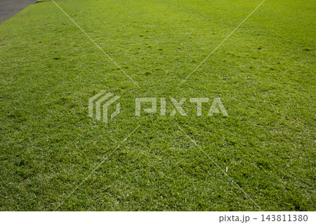 It is a close-up of a summer lawn. 143811380