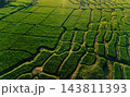 Beautiful sunrise over green rice fields and mountain landscape in countryside 143811393