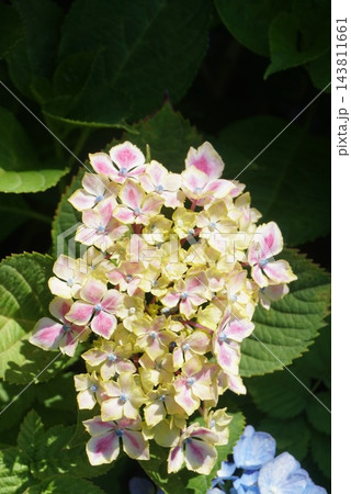 紫色の紫陽花 紫色の紫陽花 143811661