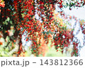 画面いっぱいに実る鮮やかなピラカンサスの赤い実 秋から冬の自然素材 143812366