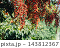 画面いっぱいに実る鮮やかなピラカンサスの赤い実 秋から冬の自然素材 143812367