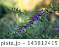 秋の訪れを告げるコムラサキの紫色の実と枝 日本庭園の自然風景 143812415