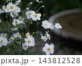 秋の庭園に咲く白いシュウメイギク 風情ある和風の自然風景 143812528