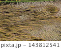 稲刈り前に倒れてしまった稲 143812541