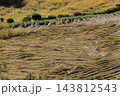 稲刈り前に倒れてしまった稲 143812543