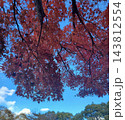 青空と紅葉したモミジ 143812554