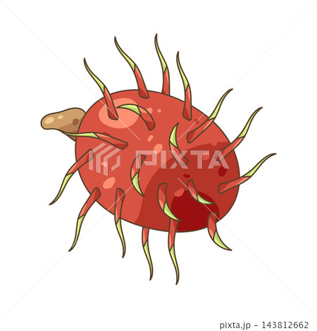 Illustration of rambutan 143812662