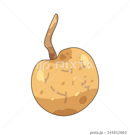 Illustration of longan 143812663