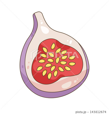 Illustration of fig fruit Illustration of fig fruit 143812674