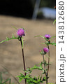 アザミの花 143812680