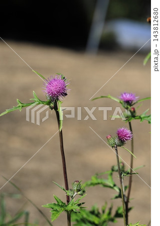 アザミの花 アザミの花 143812680
