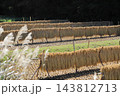稲刈りが終わった田んぼ稲干し　 143812713