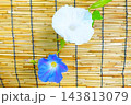 アサガオ　朝顔　あさがお　夏　夏休み 143813079