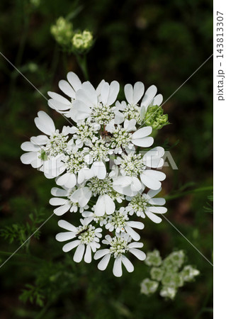 オルレアの花 143813307
