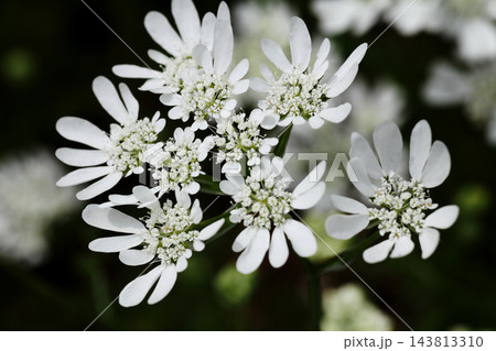 オルレアの花 オルレアの花 143813310