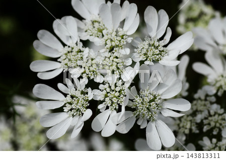 オルレアの花 オルレアの花 143813311