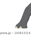 elephant foot isolated on a white background vector illustration element design template 143813314