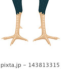 rooster's feet cartoon vector illustration element  isolated on a white background. 143813315