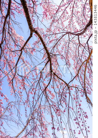 満開の枝垂れ桜の枝花 満開の枝垂れ桜の枝花 143813446