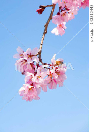 青空に映える桜の花 青空に映える桜の花 143813448