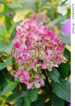 Macro Detail of Bonfire Hydrangea Flowers with Vibrant Red and Lime Texture Macro Detail of Bonfire Hydrangea Flowers with Vibrant Red and Lime Texture 143814474