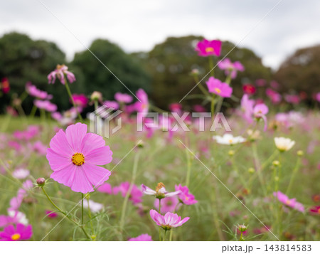 咲き誇るピンク色のコスモスの花、秋のコスモス畑の風景 143814583