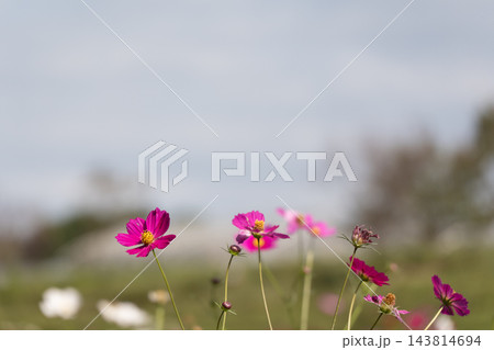 秋の空の下で咲き誇るコスモスの花、秋のコスモス畑の風景 秋の空の下で咲き誇るコスモスの花、秋のコスモス畑の風景 143814694