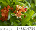 ザクロの花のクローズアップ 143814739