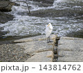 猪名川の堰に立つダイサギ 143814762
