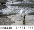 猪名川の堰に立つダイサギ 143814763