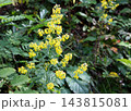 黄色い小さな花をいっぱい付けたアキノキリンソウ 黄色い小さな花をいっぱい付けたアキノキリンソウ 143815081